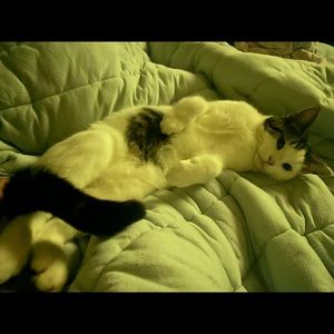 Meet your Posher, Dawn